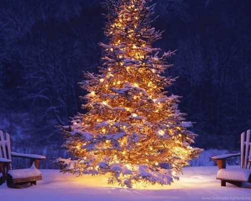 窓クリスマス壁紙 クリスマスツリー 木 クリスマスの飾り 冬 コロラドスプルース 雪 クリスマスのあかり 空 クリスマス モミ Wallpaperkiss