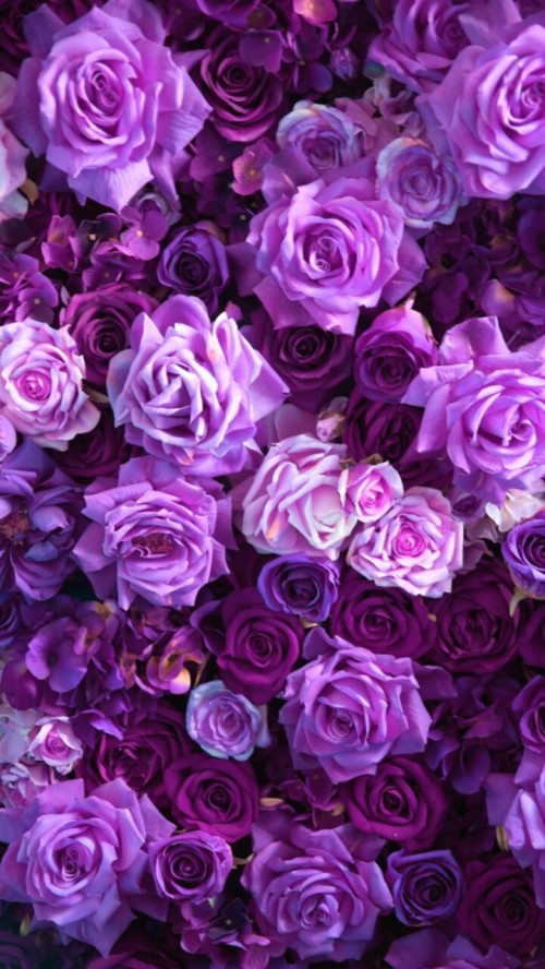 かなり紫色の壁紙 バイオレット 庭のバラ 紫の ローズ 花 ライラック フロリバンダ バラ科 ピンク 工場 Wallpaperkiss