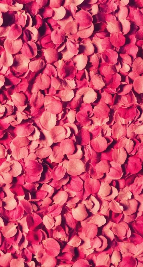花びらの壁紙 花弁 ピンク 赤 花 工場 切り花 桃 パターン ローズ Wallpaperkiss