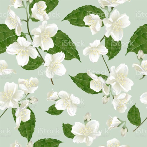 ジャスミンの花の壁紙 花 開花植物 白い 花弁 工場 葉 モックオレンジ 花 図 Wallpaperkiss