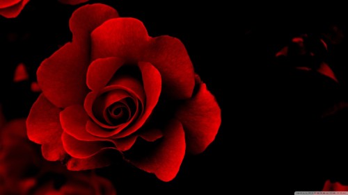 Fond D Ecran Fleur Rose Rouge Rouge Petale Roses De Jardin Fleur Rose Famille Rose Plante Floribunda Photographie De Nature Morte Fermer Wallpaperkiss