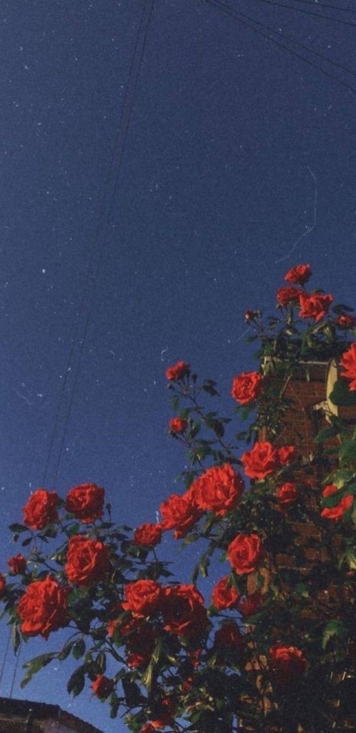 かわいいバラの壁紙 花 赤 空 青い 庭のバラ 工場 ローズ フロリバンダ 開花植物 バラ科 Wallpaperkiss