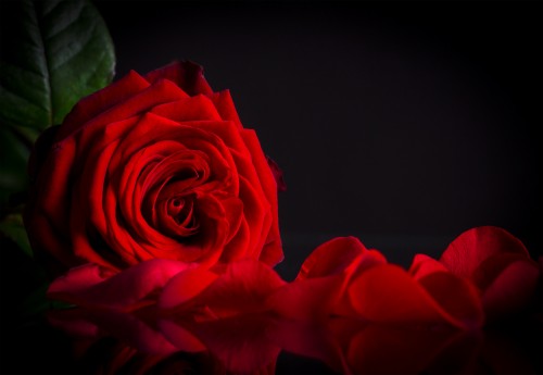 赤いバラの花の壁紙無料ダウンロード 庭のバラ 赤 黒 ローズ 静物写真 花 バラ科 花弁 工場 闇 Wallpaperkiss