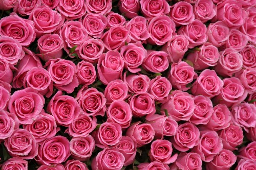 壁のピンクのバラの壁紙 花 ローズ 庭のバラ ピンク フロリバンダ 花弁 赤 工場 バラ科 開花植物 Wallpaperkiss