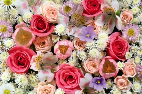 赤と白のバラの壁紙 花 花束 庭のバラ フラワーアレンジメント ローズ 切り花 フローリストリー ピンク 花柄 工場 Wallpaperkiss