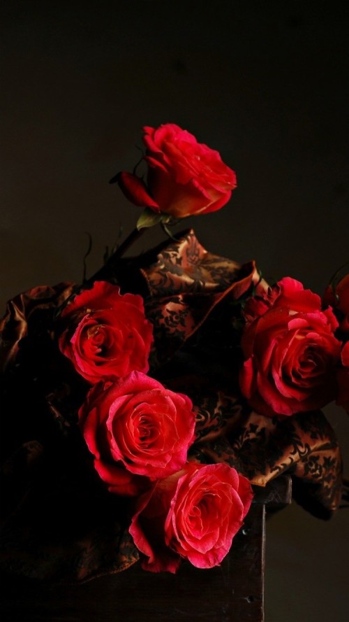 暗い赤いバラの壁紙 庭のバラ 赤 花 ローズ 静物写真 切り花 花弁 フロリバンダ バラ科 ピンク Wallpaperkiss