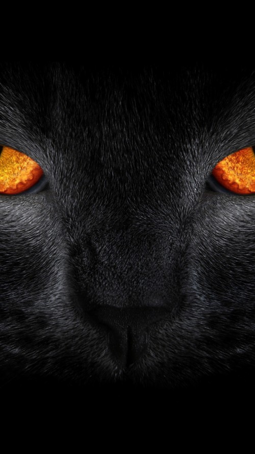 怖い顔の壁紙 黒猫 ネコ ネコ科 中型から中型の猫 黒 鼻 オレンジ 閉じる 眼 011 Wallpaperkiss
