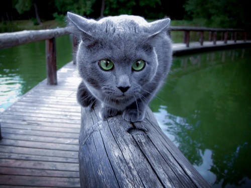 怖い壁紙を入手 ネコ 中型から中型の猫 ネコ科 ひげ ロシアンブルー 鼻 飼い猫 Wallpaperkiss