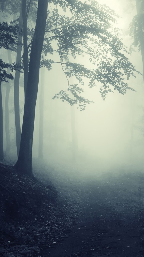 不気味な森の壁紙 木 自然 空 霧 靄 自然の風景 雰囲気 森林 Wallpaperkiss