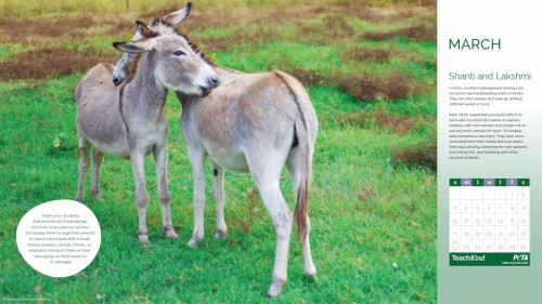 タブレットの無料ダウンロードのための壁紙 うま 陸生動物 マスタング馬 草原 鼻 野生動物 Wallpaperkiss