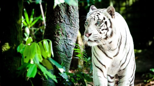 壁紙macan Putih 虎 野生動物 陸生動物 ベンガルトラ シベリアンタイガー ネコ科 ひげ 鼻 Wallpaperkiss