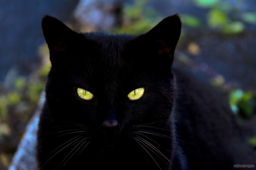 壁紙kucing Hitam ネコ 黒猫 中型から中型の猫 ひげ ネコ科 黒 ボンベイ 眼 鼻 Wallpaperkiss