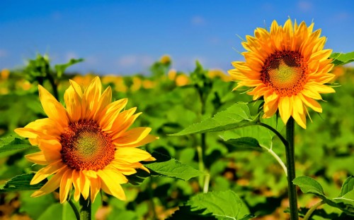 壁紙ブンガマタハリ 花 ひまわり 開花植物 工場 黄 ひまわり 花弁 空 ヒマワリの種 Wallpaperkiss