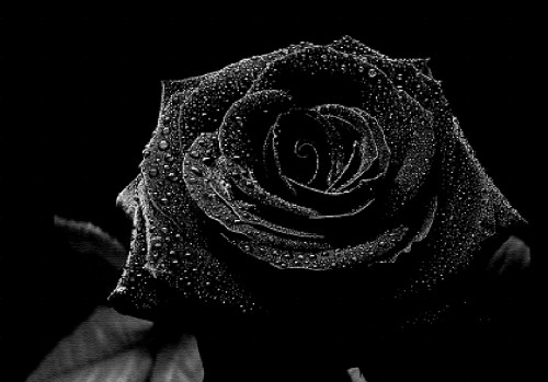 最も暗い黒い壁紙 黒 白い 黒と白 モノクロ写真 静物写真 ローズ モノクローム 庭のバラ 花 花弁 Wallpaperkiss