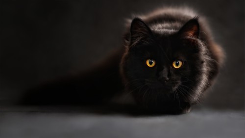 アンドロイドのための最高の黒の壁紙 ネコ 黒猫 中型から中型の猫 ひげ ネコ科 黒 眼 鼻 Wallpaperkiss