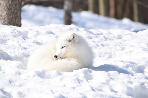 雪キツネの壁紙 ホッキョクギツネ カニスループスツンドララム 狐 北極 野生動物 雪 Wallpaperkiss