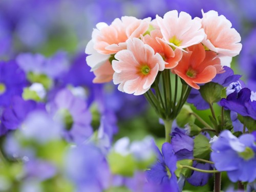 春の花のデスクトップの壁紙 花 開花植物 青い 花弁 工場 紫の ラベンダー バイオレット 春 プリムラ Wallpaperkiss