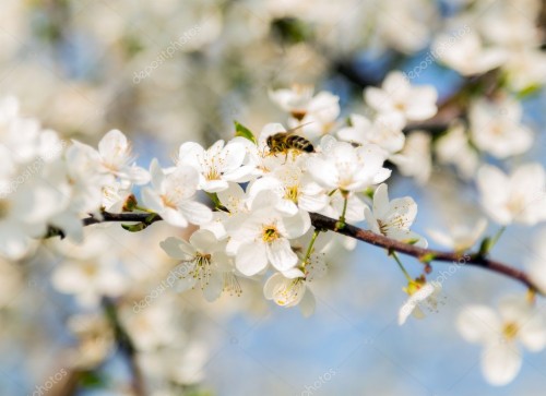春の花のデスクトップの壁紙 花 花 白い 春 工場 桜の花 花弁 プルナススピノーザ 小枝 Wallpaperkiss