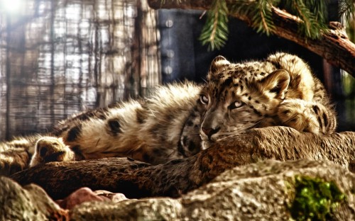 大きな猫の壁紙 ネコ科 ジャガー 野生動物 ひげ 陸生動物 大きな猫 アフリカのヒョウ ヒョウ 鼻 Wallpaperkiss