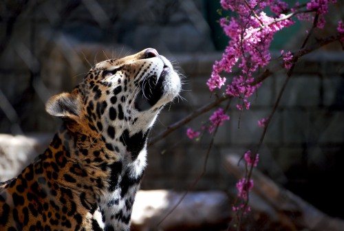 大きな猫の壁紙 ジャガー 陸生動物 ネコ科 野生動物 ヒョウ 大きな猫 ひげ 鼻 Wallpaperkiss