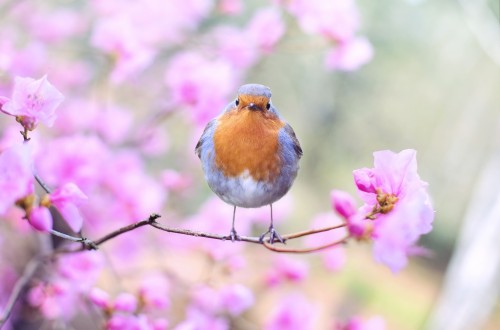 ピンクの鳥の壁紙 鳥 欧州ロビン ロビン 旧世界のヒタキ 工場 春 止まった鳥 花 鳴き鳥 Wallpaperkiss