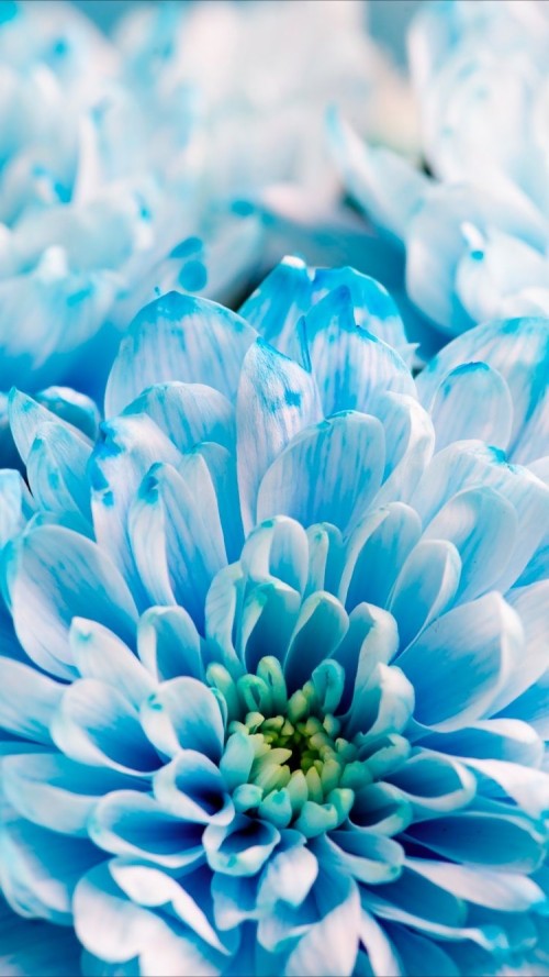 新しいバージョンの壁紙 青い 花 花弁 ターコイズ 工場 菊 ティール 閉じる 開花植物 パターン Wallpaperkiss