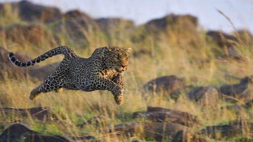 ランニング壁紙iphone ヒョウ 陸生動物 野生動物 ネコ科 チーター アフリカのヒョウ 大きな猫 ジャガー Wallpaperkiss
