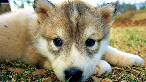 いくつかのかわいい壁紙 犬 グリーンランド犬 狼犬 シベリアンハスキー 子犬 Wallpaperkiss