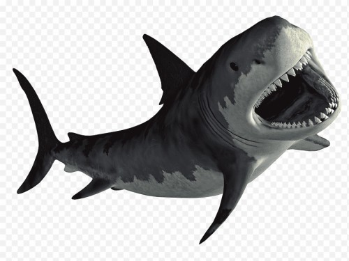 サメのデスクトップの壁紙 魚 鮫 ホホジロザメ 軟骨魚 イタチザメ レクイエムサメ メジロザメ属のサメ 魚 Wallpaperkiss