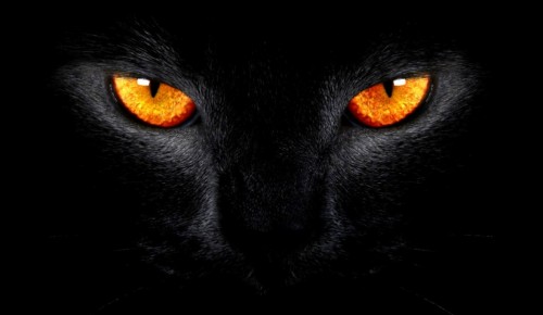 かわいい目壁紙スクリーンセーバー ネコ 黒猫 中型から中型の猫 黒 ネコ科 ひげ 鼻 眼 闇 Wallpaperkiss