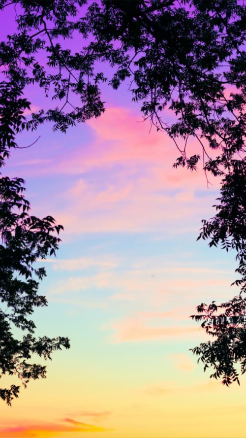 かわいい雲の壁紙 空 自然 木 雲 ピンク 紫の 昼間 バイオレット 自然の風景 Wallpaperkiss