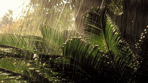 romantic barish wallpaper,vegetation,tree,nature,terrestrial plant ...