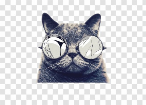超高解像度の壁紙 眼鏡 鼻 ネコ 頭 ひげ ネコ科 フォント 中型から中型の猫 パターン フレンチ ブルドッグ Wallpaperkiss